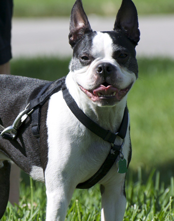 Dog park area